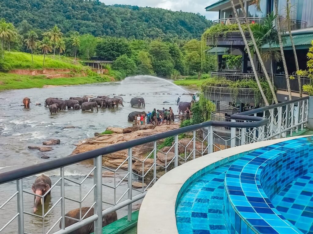 Elephant bathing in river at pinnawala